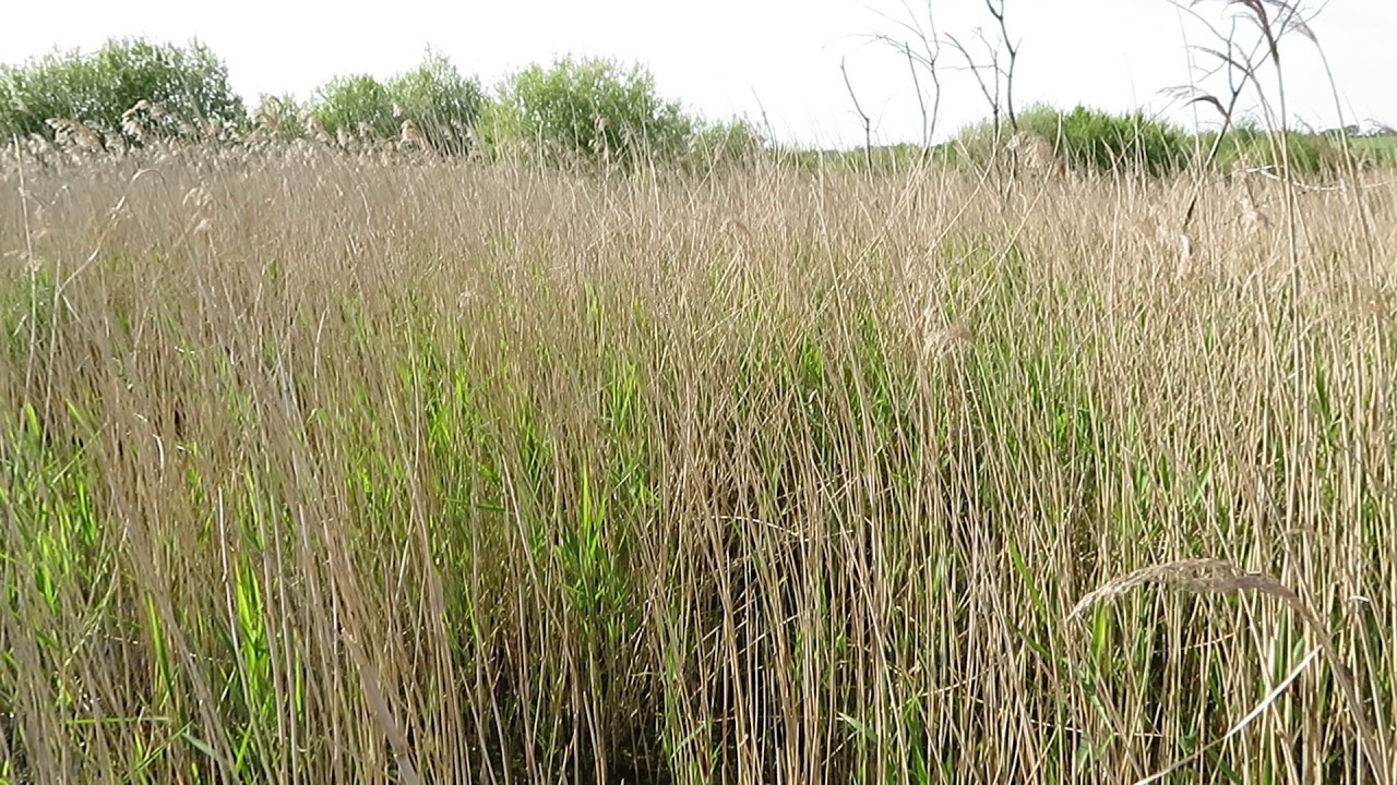 Reed Warbler Song 