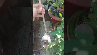 Sapoche Mexico Ra Nhiều Rễ Sau Gần 3 Tháng Chiết Cành