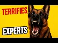 This One German Shepherd Trait Terrifies Even Experts