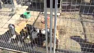 Legends Kennels Mayday,Barracuda Pups 6 Months