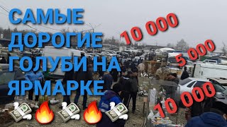 10 000 рублей за голубя, приемлема ли цена? Самые дорогие голуби на ярмарке. Pigeons. Bird Market.