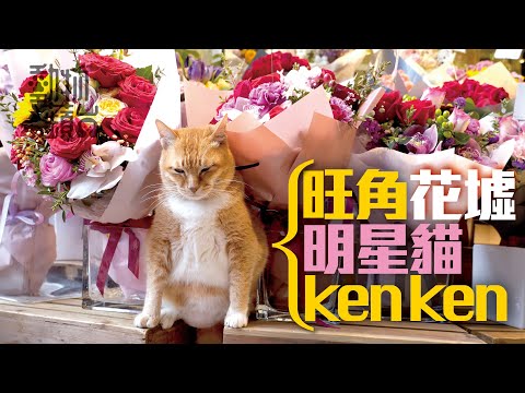花墟店長貓唔使捉老鼠專責撩客 7旬街坊：摸足佢6年 #區區有明星 #動物蘋台