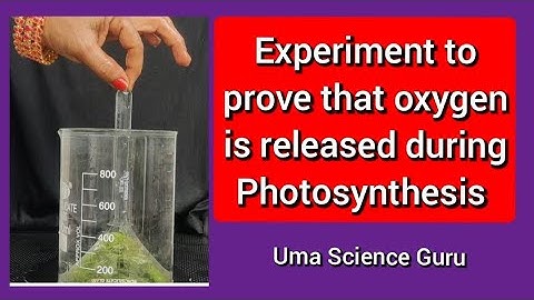 Experiment to prove oxygen is released during Photosynthesis10th class,JanIngenhouse Hydrilla Expt.