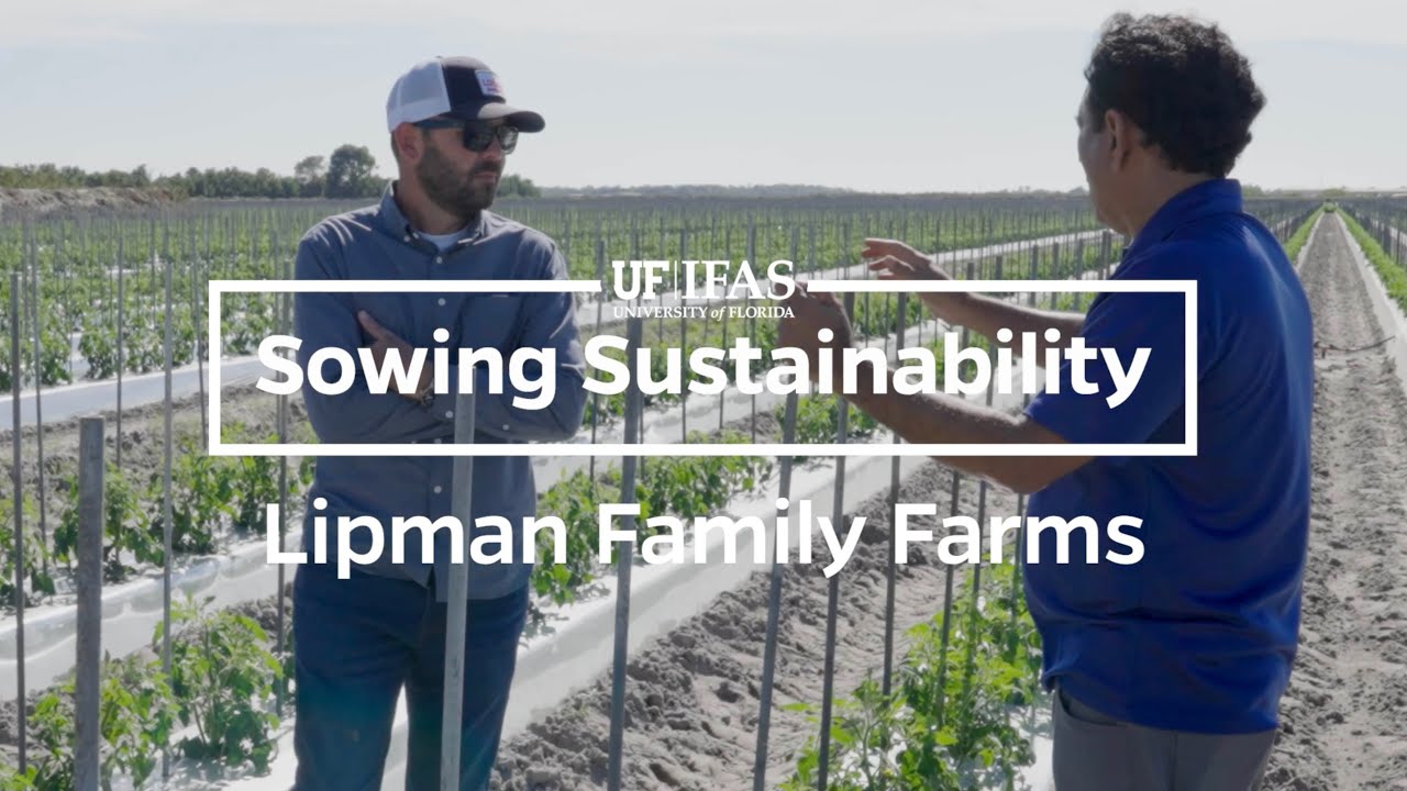 Research That Helps Florida Farms Save Water - Sowing Sustainability