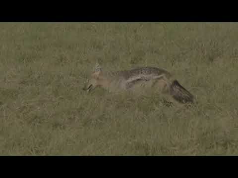Side Striped Jackal In The Okavango Delta