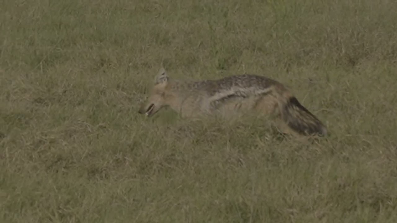 Side Striped Jackal in the Okavango Delta