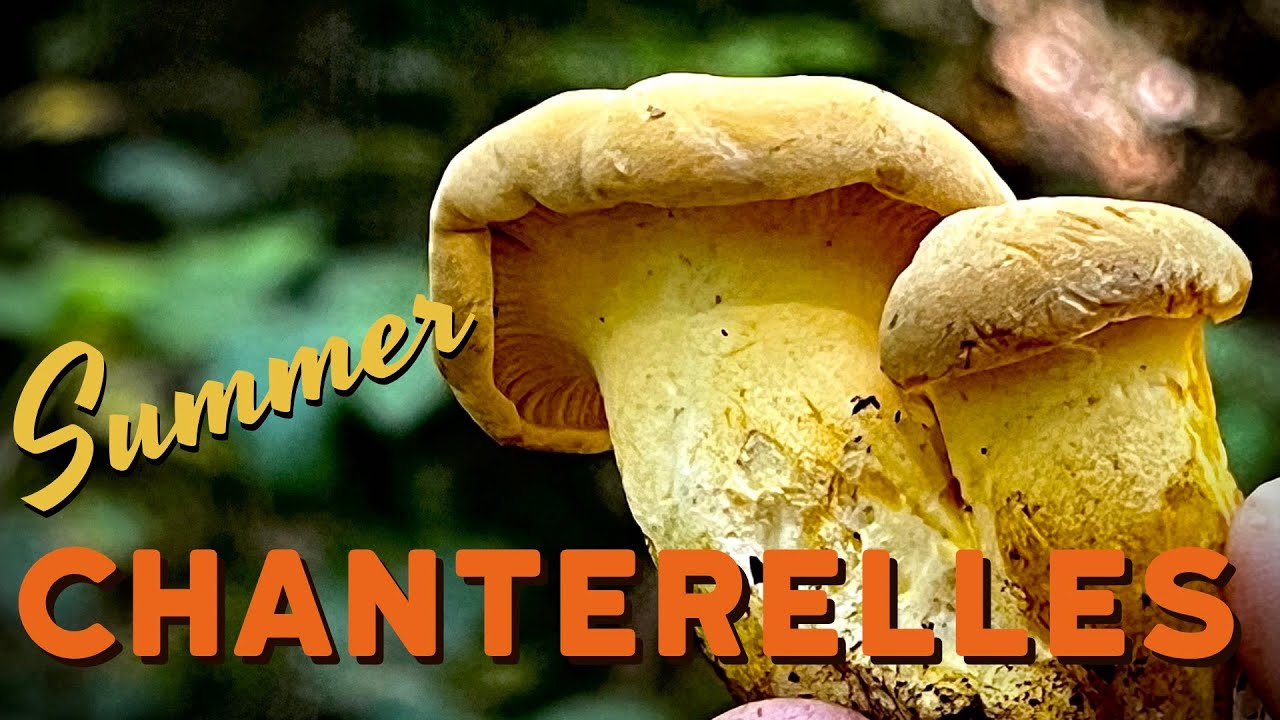 Summer Chanterelles - White Chanterelles are Here! + Pacific Golden Chanterelle Mushroom Foraging
