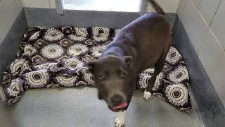 acs A664780