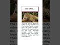 #BigCats #Panthera #WildlifeConservation #Biodiversity #GlobalWildlife #UPSC #UPSC2026 #IAS #IPS
