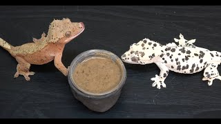 How To Prepare Crested Gecko Diet!!