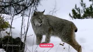 Canada Lynx: Incredible Hunt and Territorial Fight in the Deep Snow