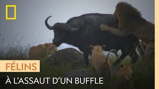 Des lions dévorent un buffle