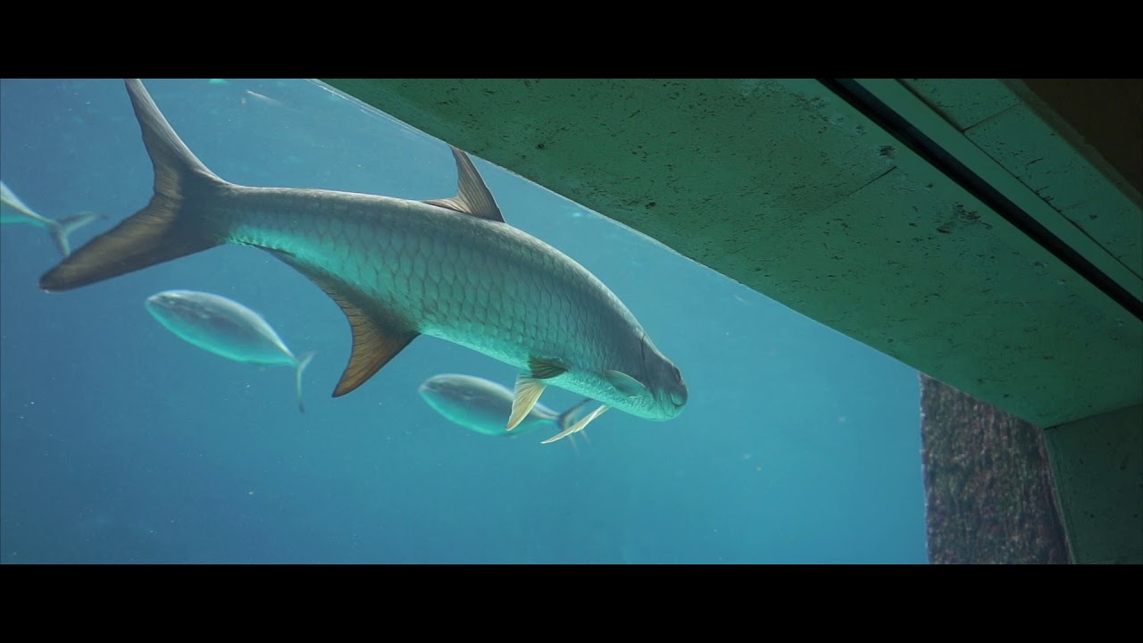 Allure of the Seas. A Film by Pursuit Productions