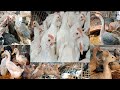 222 Mirpur 1 chicken market। রমজানে মুরগি হাঁসের বাজার দর । Aseel & Chicken BD।