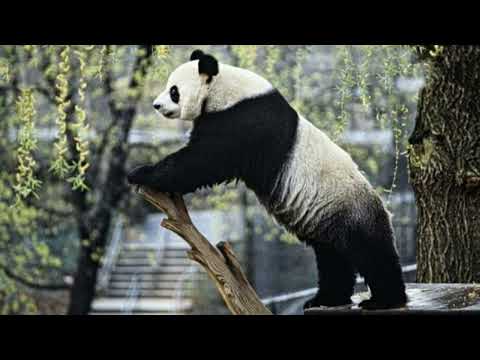FOTOS DE URSOS PANDAS.