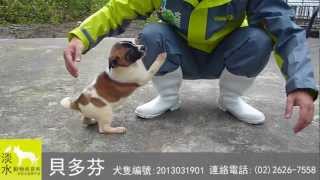 [已認養]2013031901貝多芬-淡水動物收容所