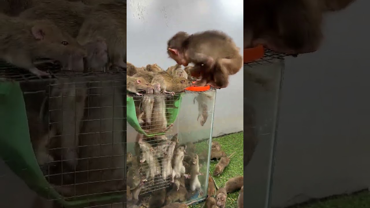 fat baby monkey with mice