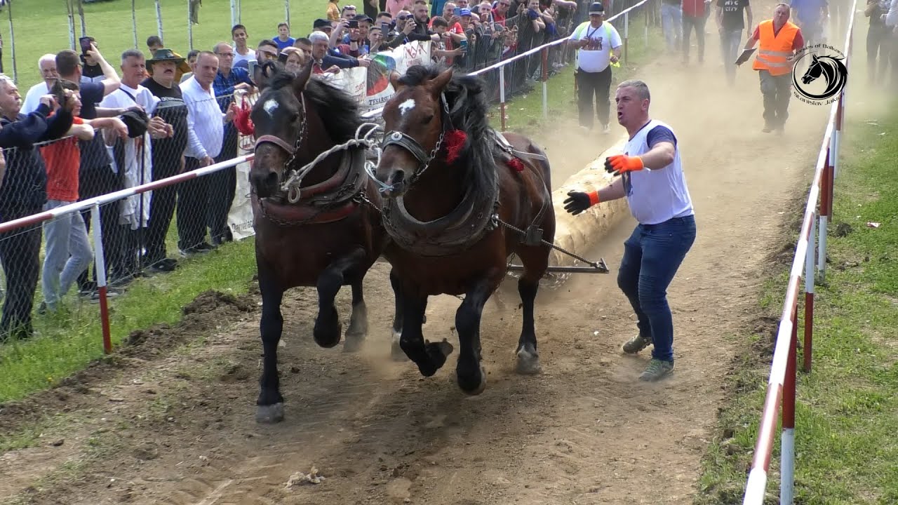 -MAJID MEŠIĆ SA DVA CVJETKA PRVAK LAKE NA KARAULI -