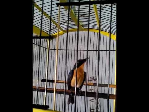 Tledekan gunung trotol gacor asli pacitan