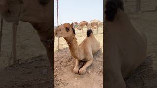 Camel qurbani video #camel #qurbani #video #viral l
