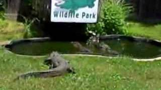 Alligator Attacks