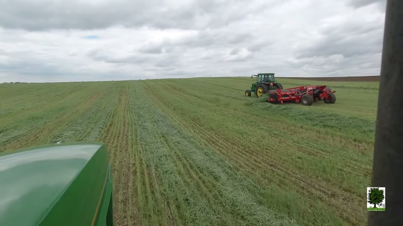 Kuhn MM700 Merging & Chopping Rye for our Dairy Cows