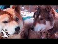 Shikoku Ken and Shiba Inu size comparison at Switzer Falls hike! の動画、YouTube動画。