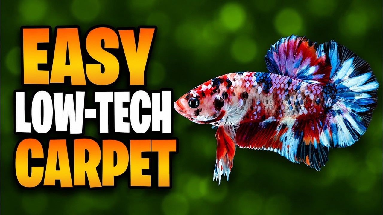 The Best Carpeting Plant If You Don’t Use CO2!