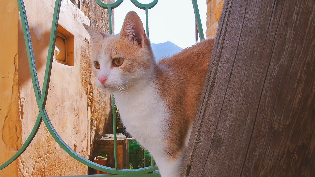 Crete A Paradise For Cats YouTube