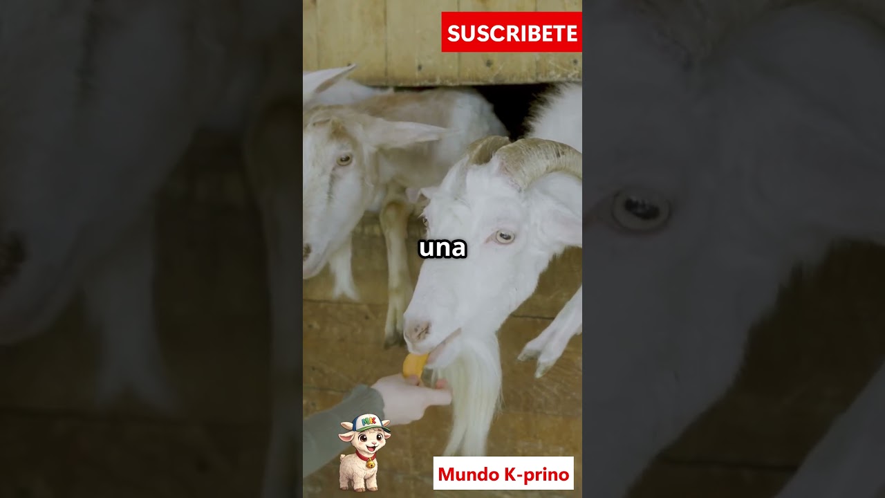 ¡Descubre cuántos cabritos puede tener una cabra!