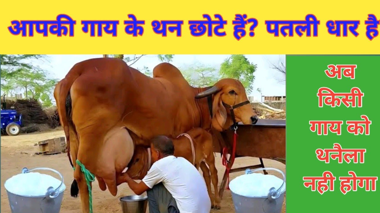 अब किसी गाय को थनैला नहीं होगा। Cow