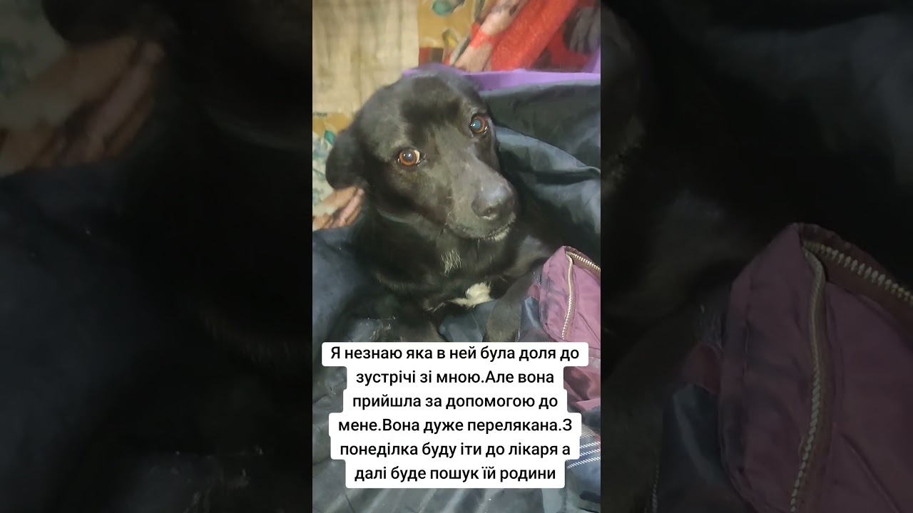 4441111055193803 на корм для безпритульних