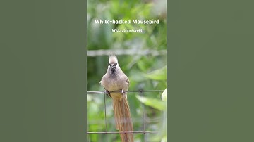 Hard to think that these birds can be very naughty