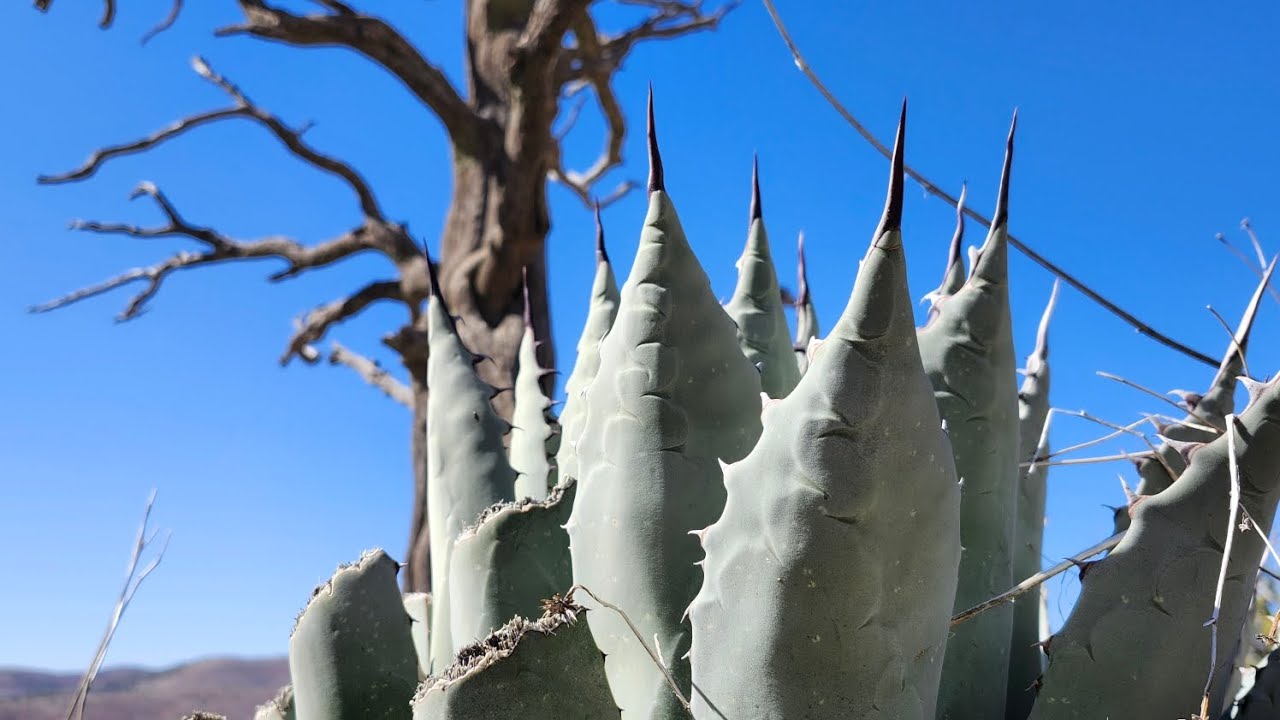 shedhunting new mexico 2024 YouTube