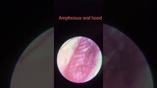 ##Amphioxus oral hood#MSC 2 semester##