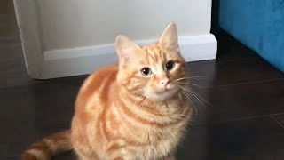 orange cat behaviour