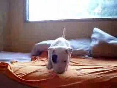 Moo bull terrier puppy