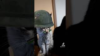Comando cat Sushi & Wasi @LadyPandacuore