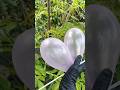 Meletus balon ungu DOOR! #balon #balonku #balonkuadalima #meletusbalonhijau #shorts