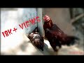 Amazing 3 Rooster And One Hen | Village Animals |