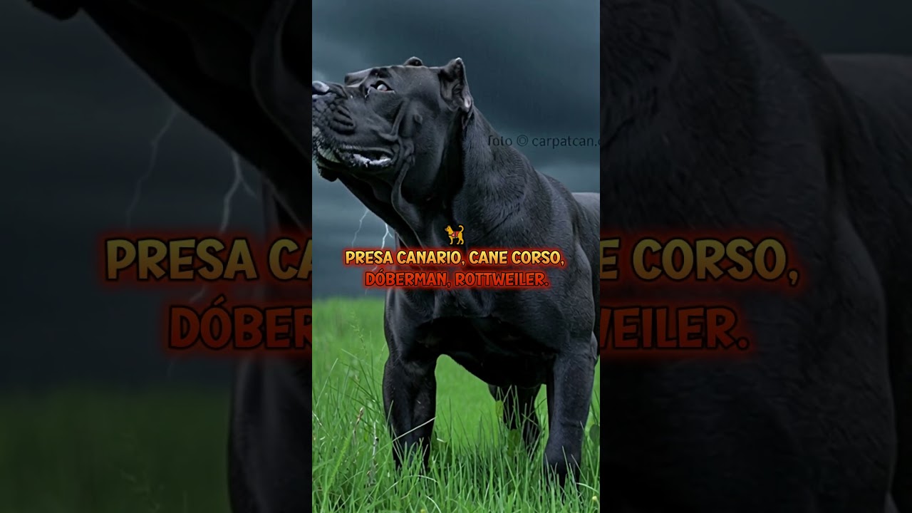 Los 4 Perros Negros Más Intimidantes del Mundo 🐕‍🔥 (Presa Canario, Dóberman, Rottweiler, Cane Corso)