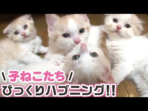 【スコティッシュフォールド】【アメリカンショートヘア】【マンチカン】猫ちゃんの困り顔、変顔、猫パンチバトル　など【猫ちゃん動画まとめ】