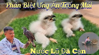 Phân Biệt Chim Ưng Ấn Trống Mái  Nước Lũ Đã Cạn Nhiều  /Nhân Tạ Mốt