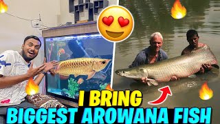I Bring Biggest Arowana In My Big Tank 😱 In Alibag Gone Wrong