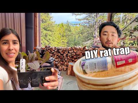 Prepping the Homestead for Fall Dealing with Rats