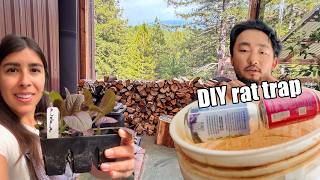 Prepping the Homestead for Fall Dealing with Rats