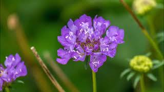 Manipuri Gospel Song Ibungona Sembikhiba1