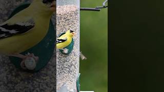 Mind-Blowing Facts About American Goldfinch! #animal #animals #funfacts #birds #finch