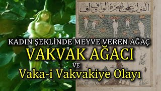 Meyvesi İnsan Olan Ağaç | Çınar Vak'ası - Vaka-i Vakvakiye (Nareepol Ağacı)