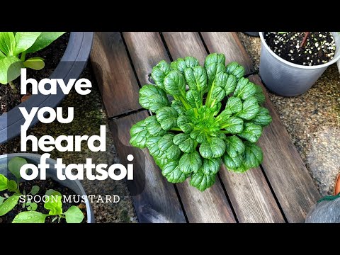 Rosette Mustard Recipe